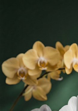 Flores, ingredientes naturales de cosmética